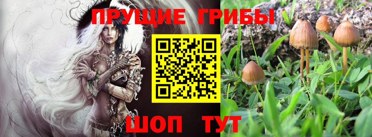 Псилоцибиновые грибы Psilocybe  Вход с VPN  Рязань 